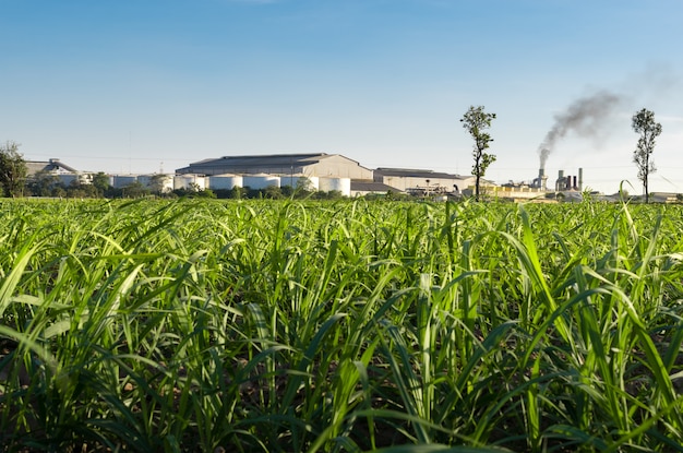 Zuckerfabrik mit Zuckerrohrfeld-Naturhintergrund.