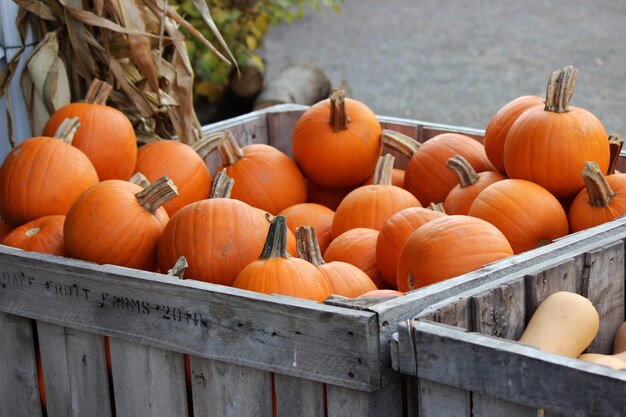 Zuckerkürbisse zum Verkauf auf einer Farm in Massachusetts im Herbst