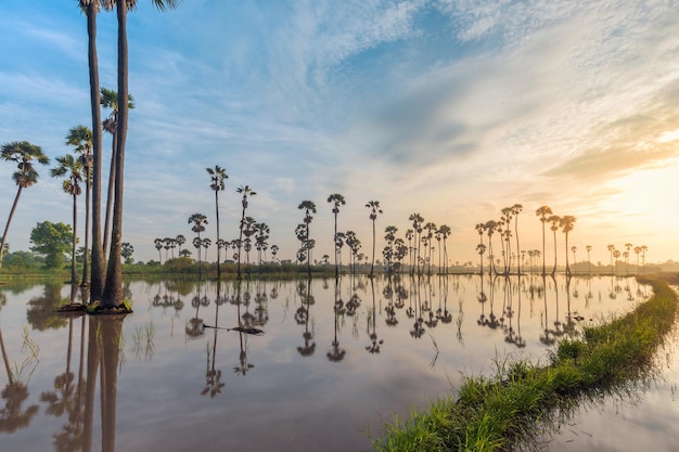 Zuckerpalme oder Toddy-Palmenfeld morgens schöner Sonnenaufgang im Bezirk Sam Khok in der Provinz Pathum Thani in Thailand?