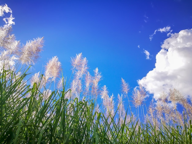 Zuckerrohr am blauen Himmel