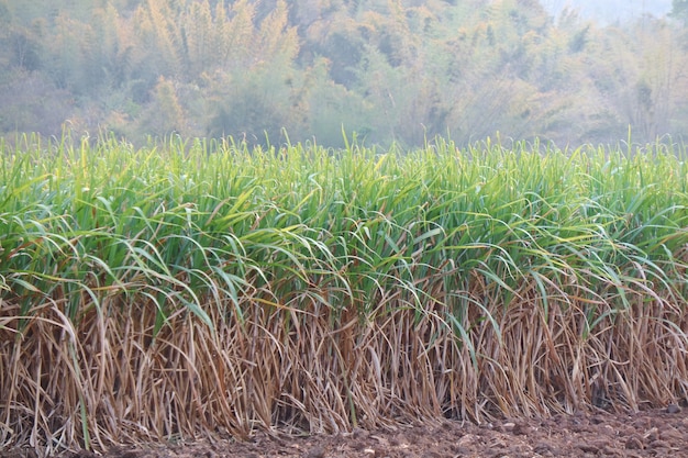 Zuckerrohr auf den Zuckerrohrgebieten mit Gebirgshintergrund. Natur-Konzept.