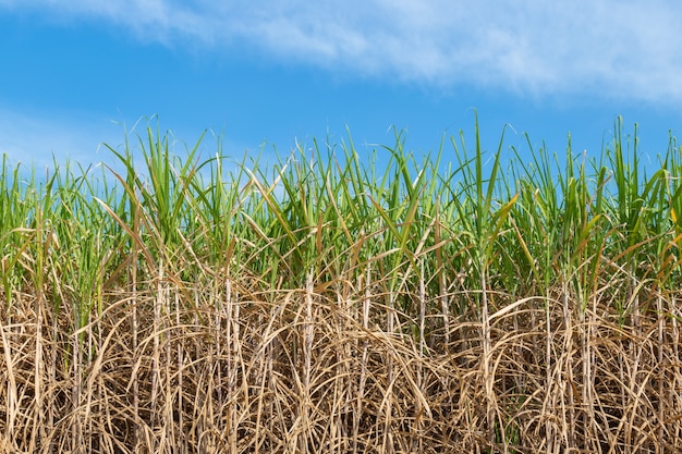 Zuckerrohr auf Feldlandwirtschaft in Thailand.