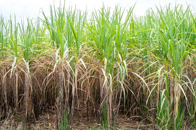 Zuckerrohr auf Zuckerrohrfeldern in der Regenzeit hat Grün und Frische Zeigt die Fruchtbarkeit des Bodens