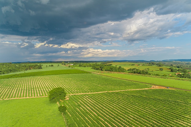 Zuckerrohr hasvest Plantagenantenne. Luftdraufsicht von Feldern einer Landwirtschaft. Zuckerrohrfarm.