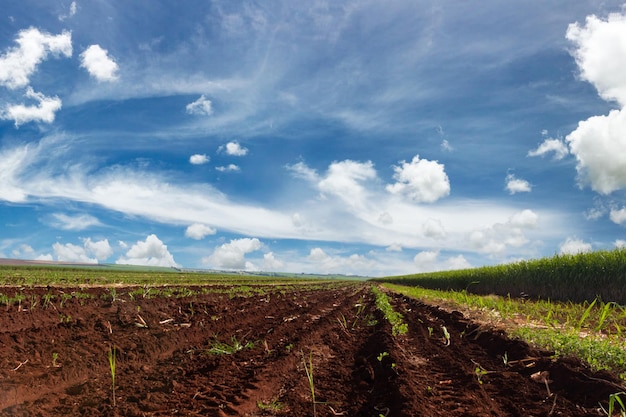 Zuckerrohr-Plantagenfarm mit filmischem Himmel voller Wolken und Sonnenuntergang Feld am sonnigen Tag
