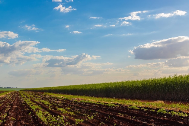 Zuckerrohr-Plantagenfarm mit filmischem Himmel voller Wolken und Sonnenuntergang Feld am sonnigen Tag