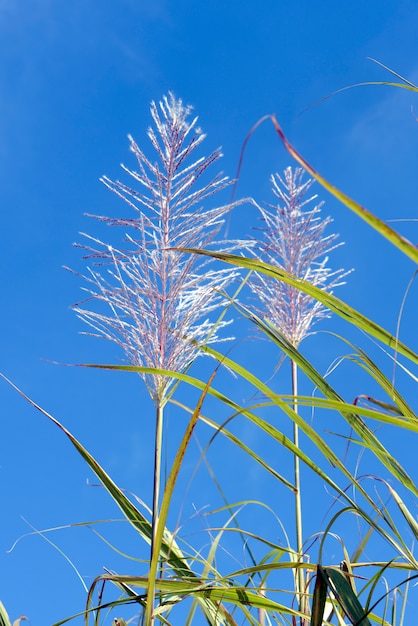 Zuckerrohrblume