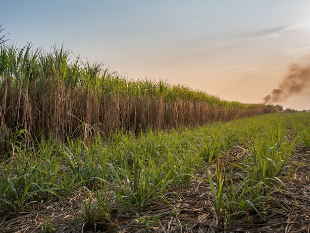 Zuckerrohrfeld mit Sonnenunterganghimmel-Naturlandschaftshintergrund.