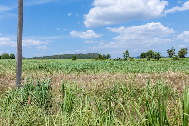 Zuckerrohrfelder Berge