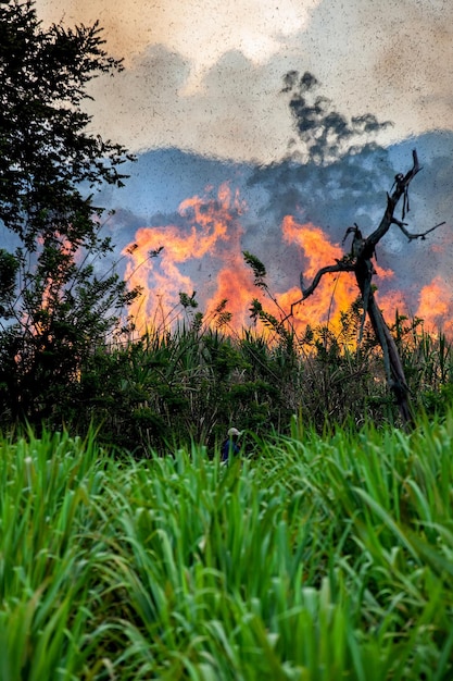 Foto zuckerrohrfeuer brennt auf einem feld in valle del cauca in kolumbien