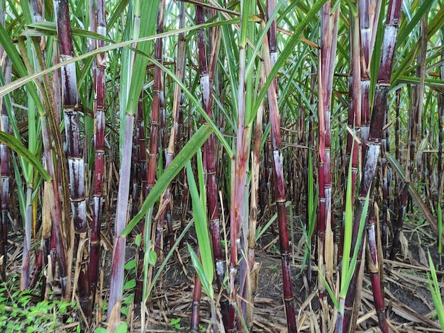 Zuckerrohrgarten mit erntereifem Zuckerrohr