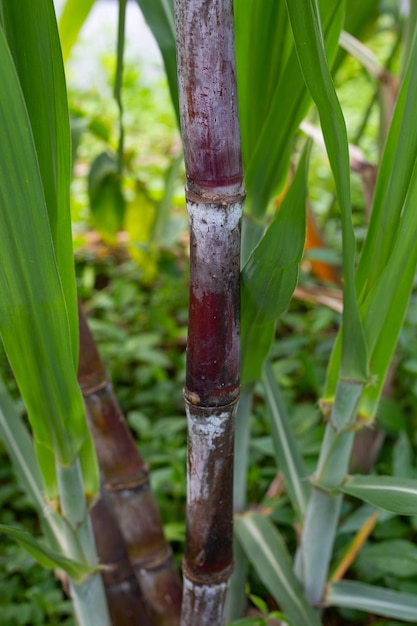 Zuckerrohrpflanze mit grünen Blättern