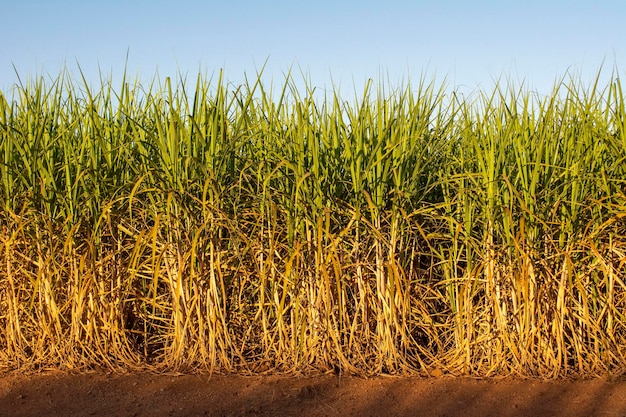 Zuckerrohrplantage an einem sonnigen Tag