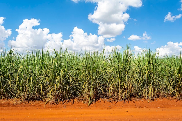 Zuckerrohrplantage an einem sonnigen Tag