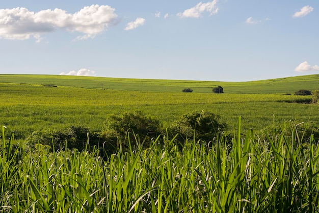 Zuckerrohrplantage an einem sonnigen Tag