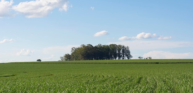 Zuckerrohrplantage an einem sonnigen Tag