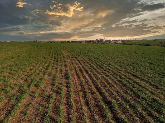 Foto zuckerrohrplantage farm sonnenuntergang usine im hintergrund