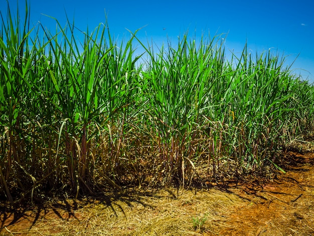 Zuckerrohrplantage in Brasilien.