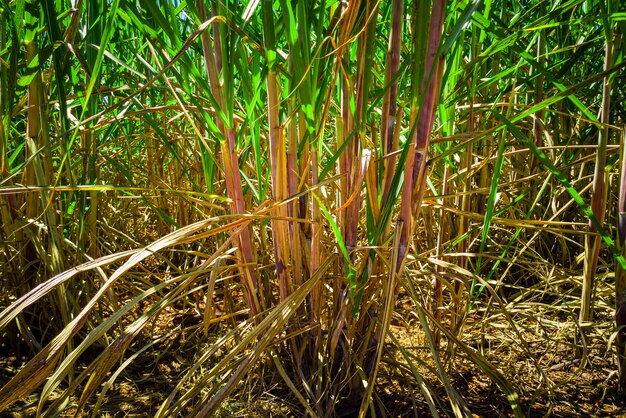 Zuckerrohrplantage in Brasilien.