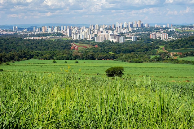 Zuckerrohrplantage in der Stadt Ribeirao Preto