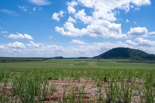 Foto zuckerrohrplantage und eukalyptusplantage im hintergrund