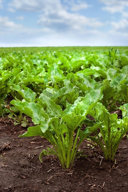 Zuckerrübe hautnah auf dem Feld und schöner Himmel