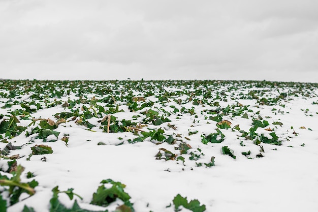 Zuckerrüben auf dem Feld. Wintersaison