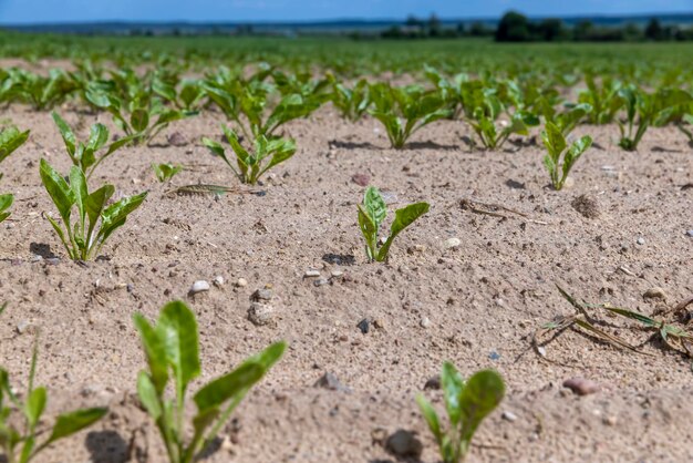 Zuckerrüben auf einem landwirtschaftlichen Gebiet im Sommer