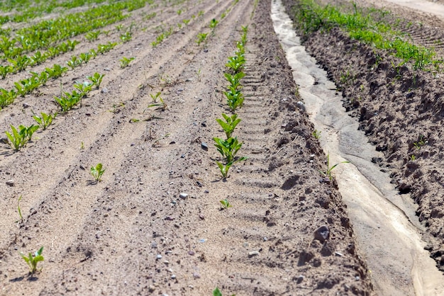 Zuckerrüben auf einem landwirtschaftlichen Gebiet im Sommer