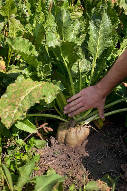 Zuckerrüben und menschliche Hand auf dem Feld