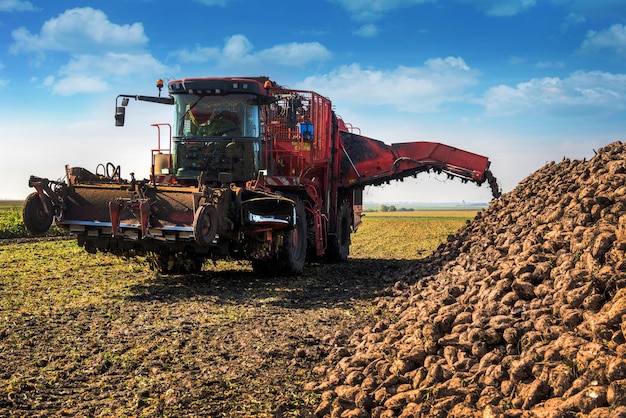 Zuckerrübenerntemaschine gießt Haufen, bewölkter blauer Himmel an einem Herbsttag