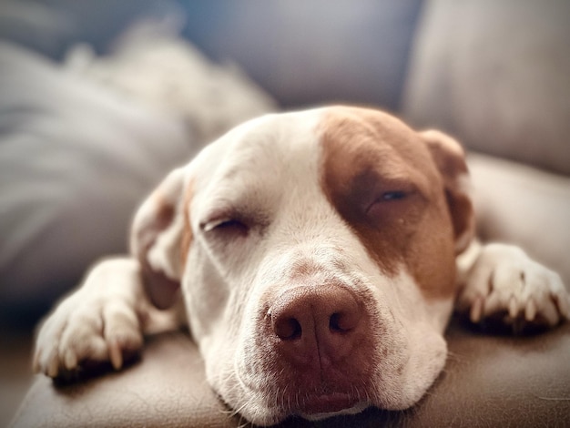 züchten couch säugetier hund haustier tier