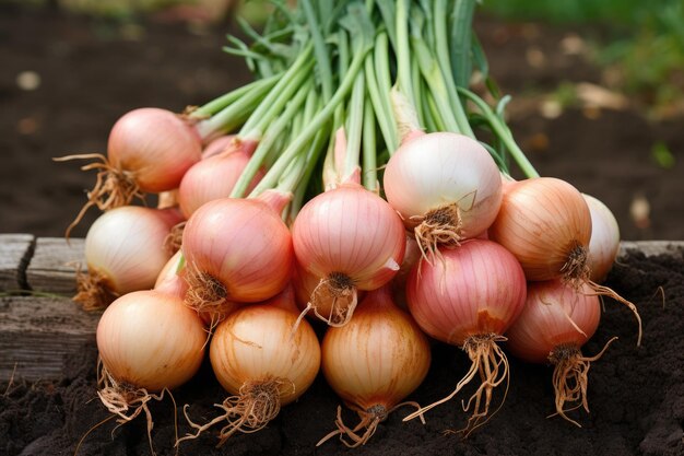 Züge Zwiebeln im Garten