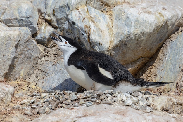 Zügelpinguin am Strand in der Antarktis