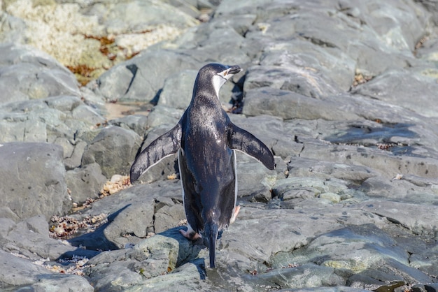 Zügelpinguin am Strand in der Antarktis