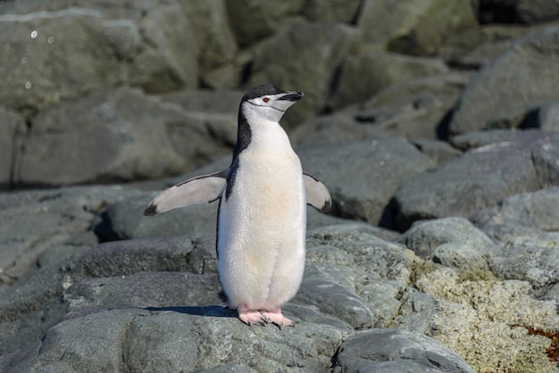 Zügelpinguin am Strand in der Antarktis