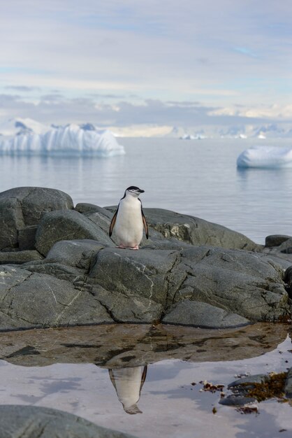 Zügelpinguin auf dem Felsen mit Reflexion in der Antarktis