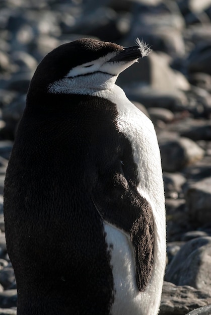 Zügelpinguin Paulet Insel Antarktis