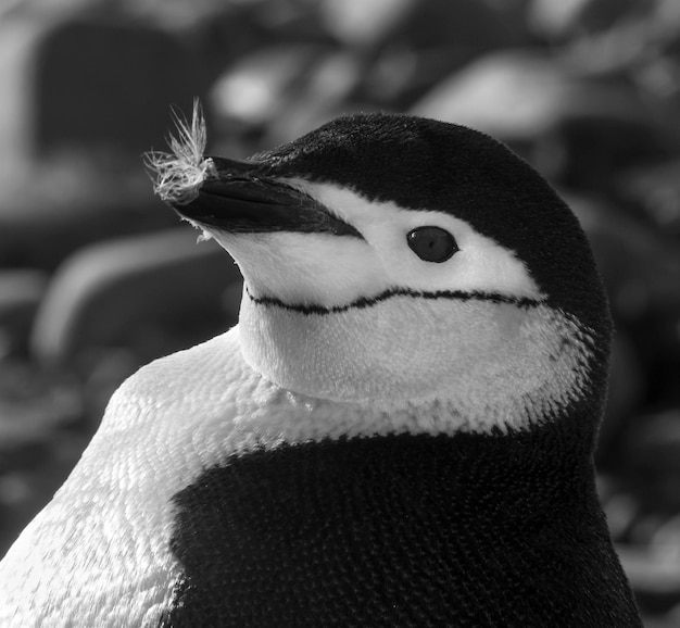 Foto zügelpinguin paulet insel antarktis