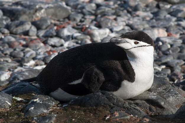 Zügelpinguin Paulet Insel Antarktis