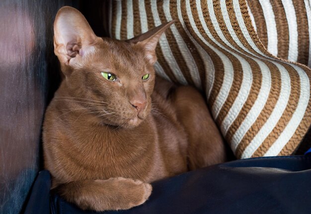 Foto zufriedene orientalische rassekatze in nahaufnahme einer katze mit schönen grünen augen