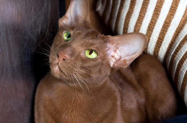 Foto zufriedene orientalische rassekatze in nahaufnahme einer katze mit schönen grünen augen