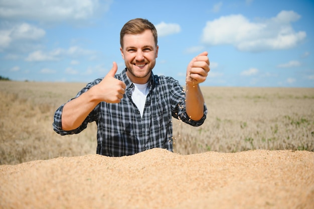 Zufriedener junger Bauer, der auf einem Anhänger auf dem Feld steht und die geernteten Weizenkörner nach der Ernte überprüft