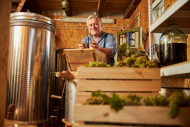 Zufriedener Weingutsbesitzer, der beim Sortieren des Weinmaterials reife weiße Trauben in seinen Händen betrachtet