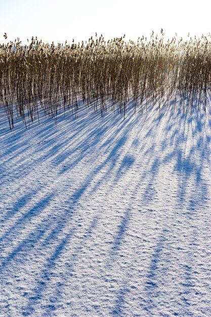 Zugefrorener See und trockenes Schilf frostiger Morgen im Winter gegen die Sonne