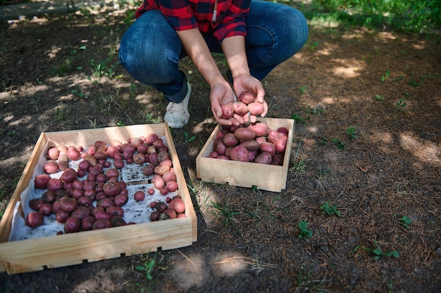 Zugeschnittene Ansicht Hände des Landwirts, der frisch gegrabene Kartoffeln in Holzkisten sortiert Ernte Agribusiness