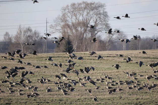 Zuggänse strömen im Frühjahr auf das Feld