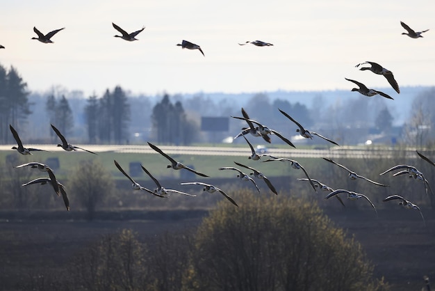 Zuggänse strömen im Frühjahr auf das Feld