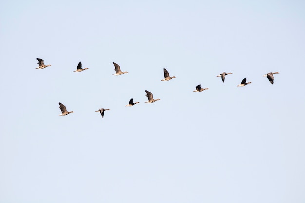 Zugvögel im Winter