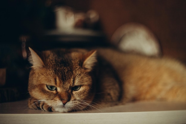 Zuhause süße rote Katze mit grünen Augen auf dunklem Hintergrund